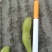 大冬豆大量上市，价格1.2每天3-4万斤，现采现卖