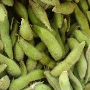大冬豆大量上市，价格1.2每天3-4万斤，现采现卖