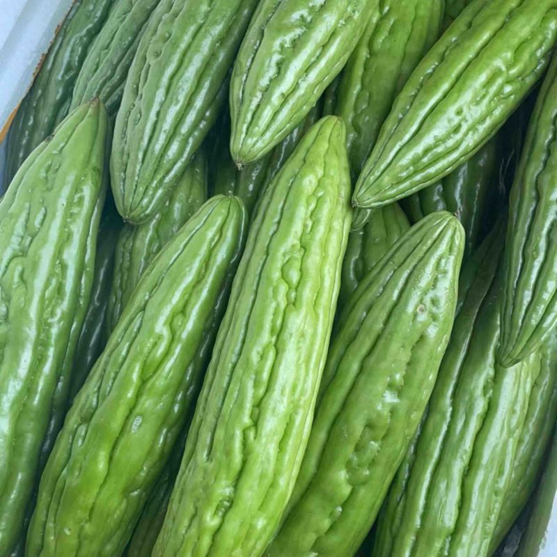 【精品油绿苦瓜】，货源充足，品质保证，无虫眼，欢迎各位