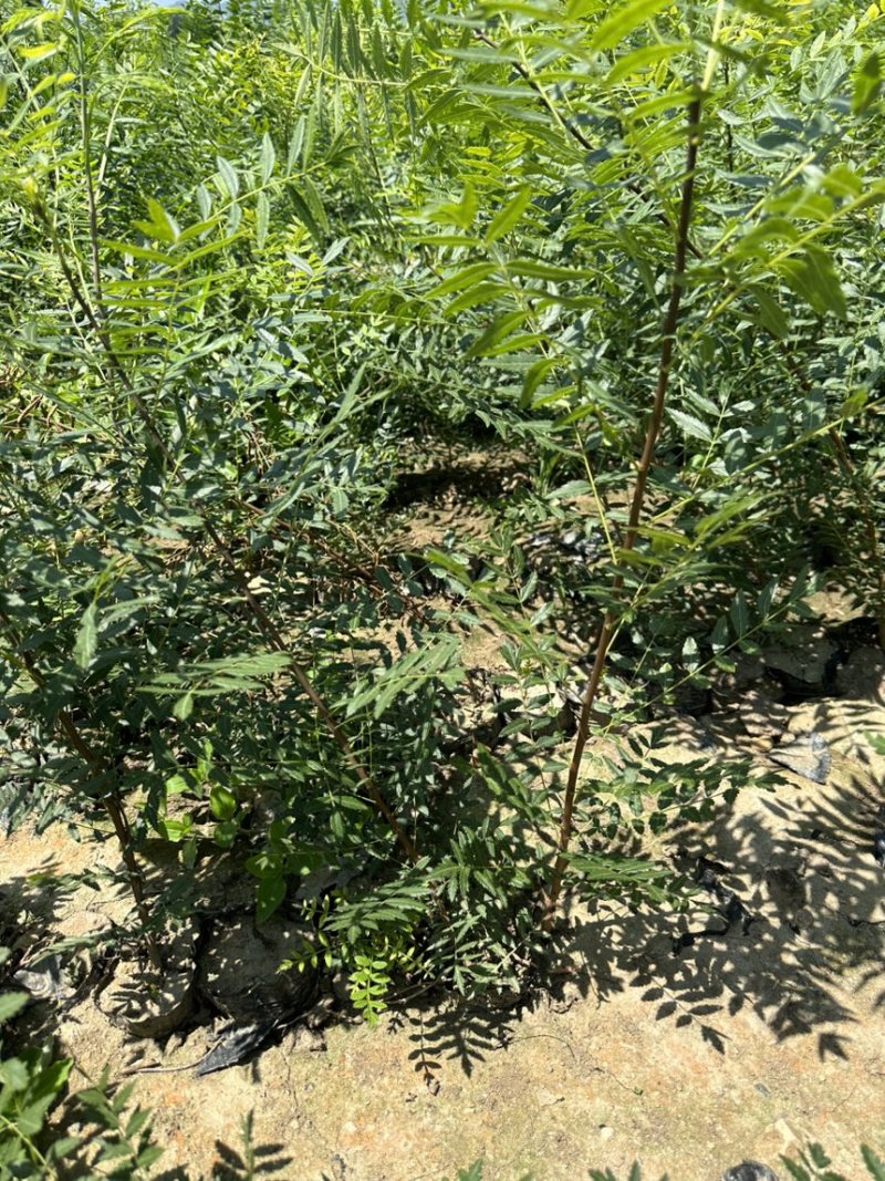 文冠果杯苗荒山造林工程树苗1米左右苗量大价优