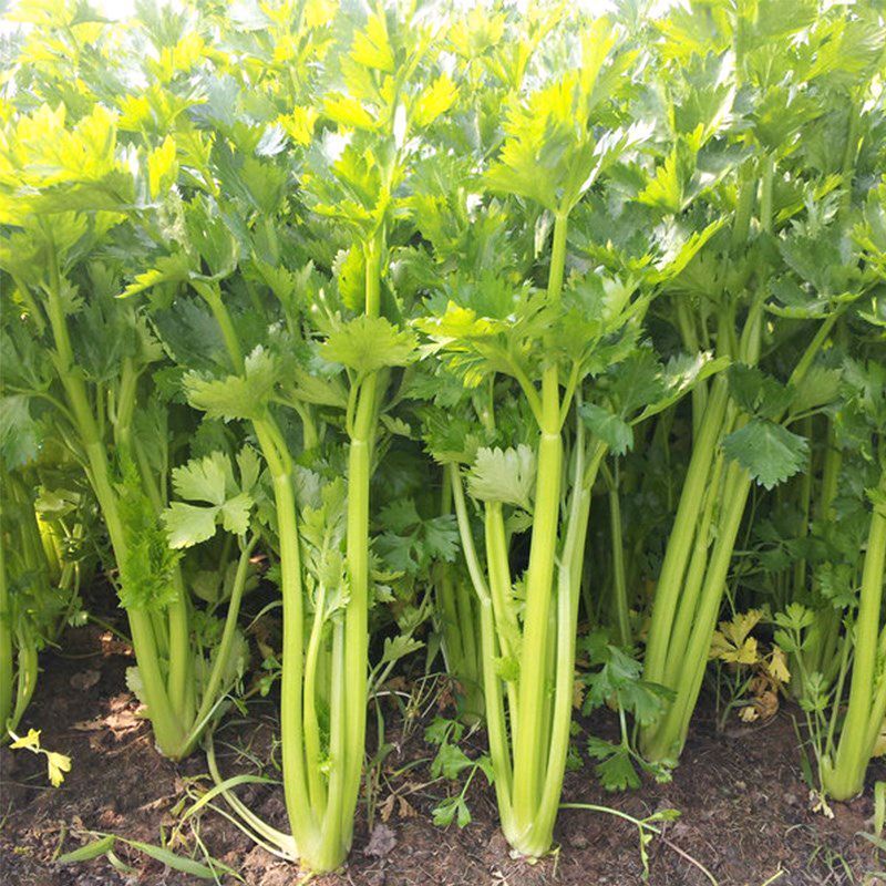 寿光皇后芹菜苗带土四季香芹菜苗种子高产春秋盆栽阳台蔬菜种子籽