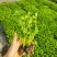 寿光皇后芹菜苗带土四季香芹菜苗种子高产春秋盆栽阳台蔬菜种子籽