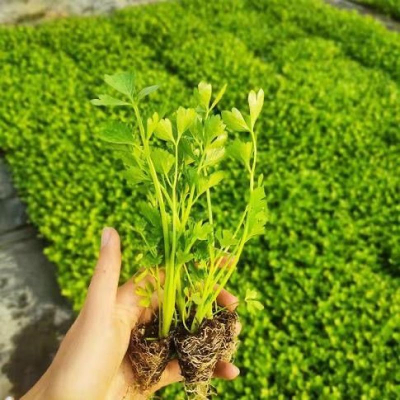 寿光皇后芹菜苗带土四季香芹菜苗种子高产春秋盆栽阳台蔬菜种子籽