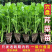 寿光皇后芹菜苗带土四季香芹菜苗种子高产春秋盆栽阳台蔬菜种子籽