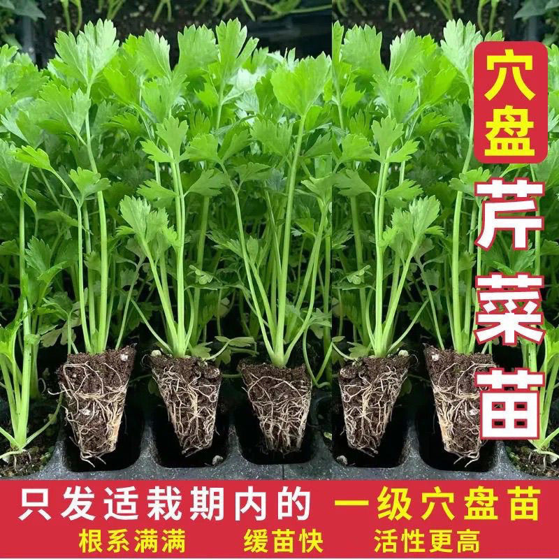 寿光皇后芹菜苗带土四季香芹菜苗种子高产春秋盆栽阳台蔬菜种子籽