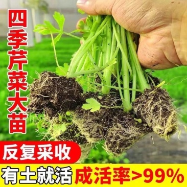 寿光皇后芹菜苗带土四季香芹菜苗种子高产春秋盆栽阳台蔬菜种子籽
