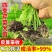 寿光皇后芹菜苗带土四季香芹菜苗种子高产春秋盆栽阳台蔬菜种子籽