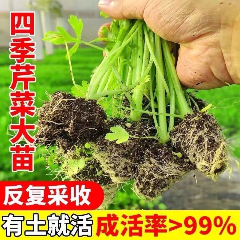 寿光皇后芹菜苗带土四季香芹菜苗种子高产春秋盆栽阳台蔬菜种子籽