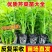 寿光皇后芹菜苗带土四季香芹菜苗种子高产春秋盆栽阳台蔬菜种子籽