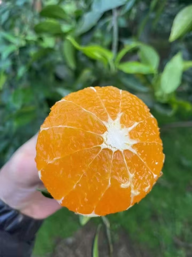 爱媛果冻橙。果肉细腻无渣，水分超足，皮薄，果面光滑。