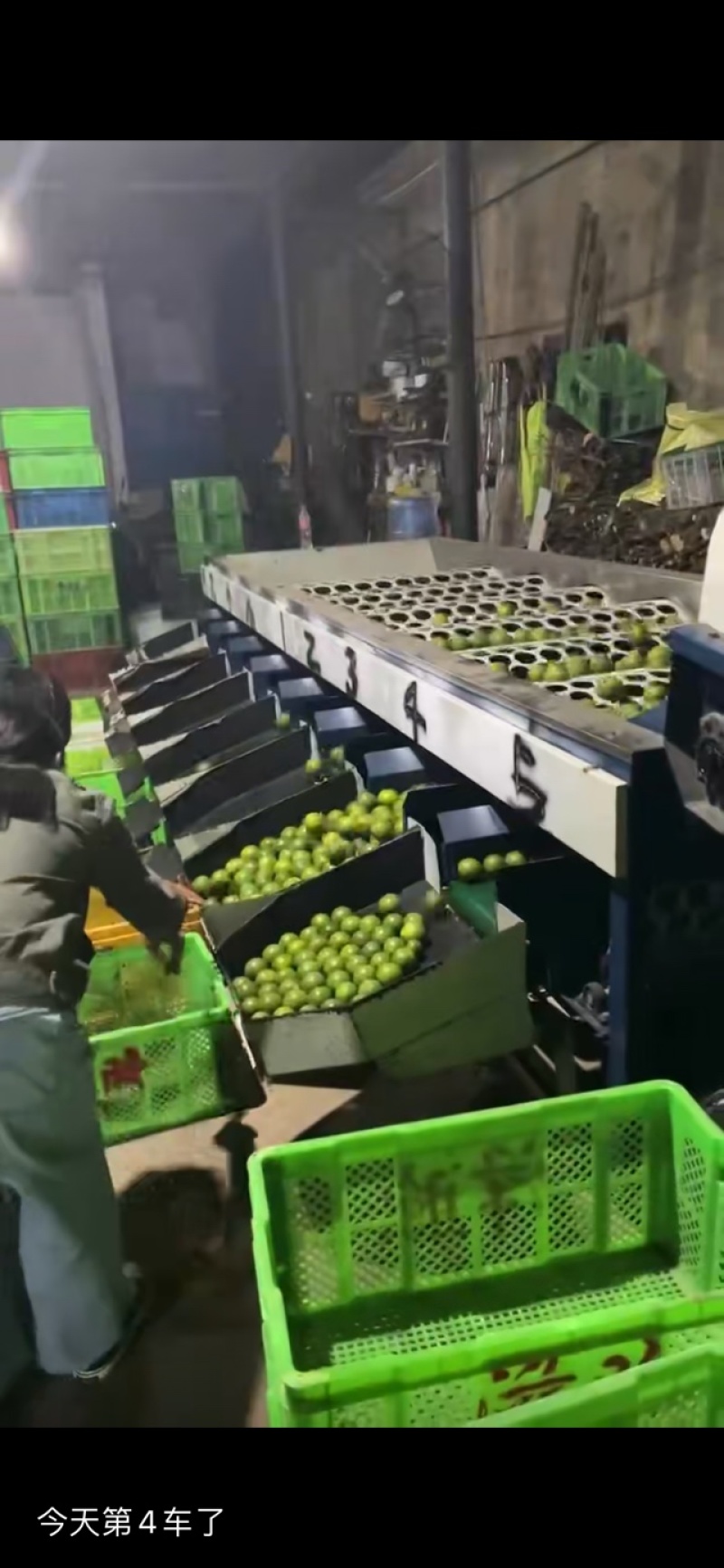 云南哀牢山绿皮冰糖橙基地供应量大质优价格优惠欢迎咨询