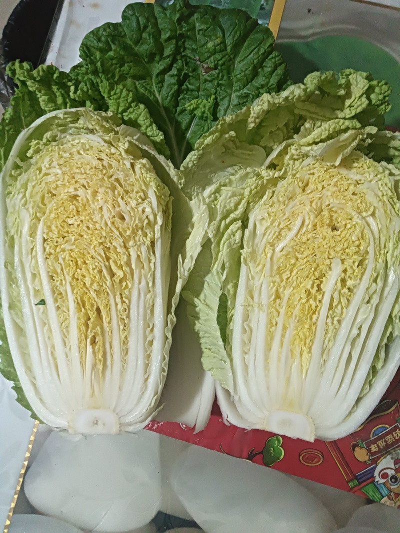 湖北老芦优质黄心大白菜，大量上市，保证质量，量大从优！