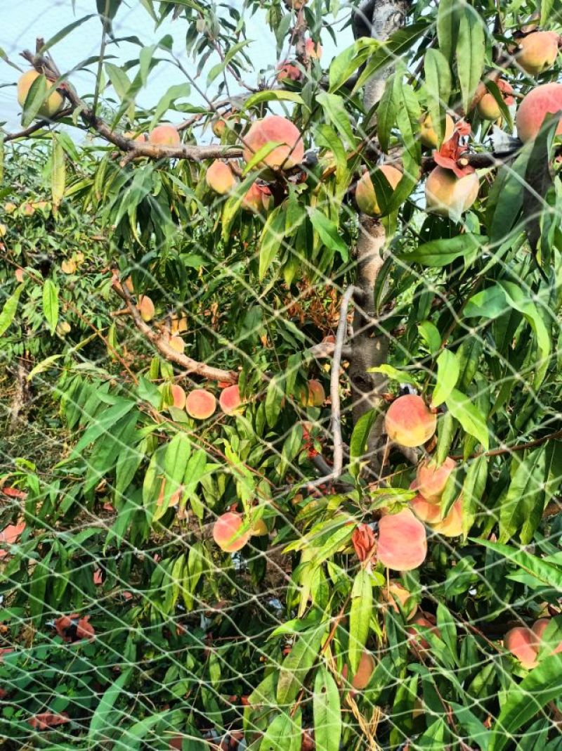 映霜红冬桃