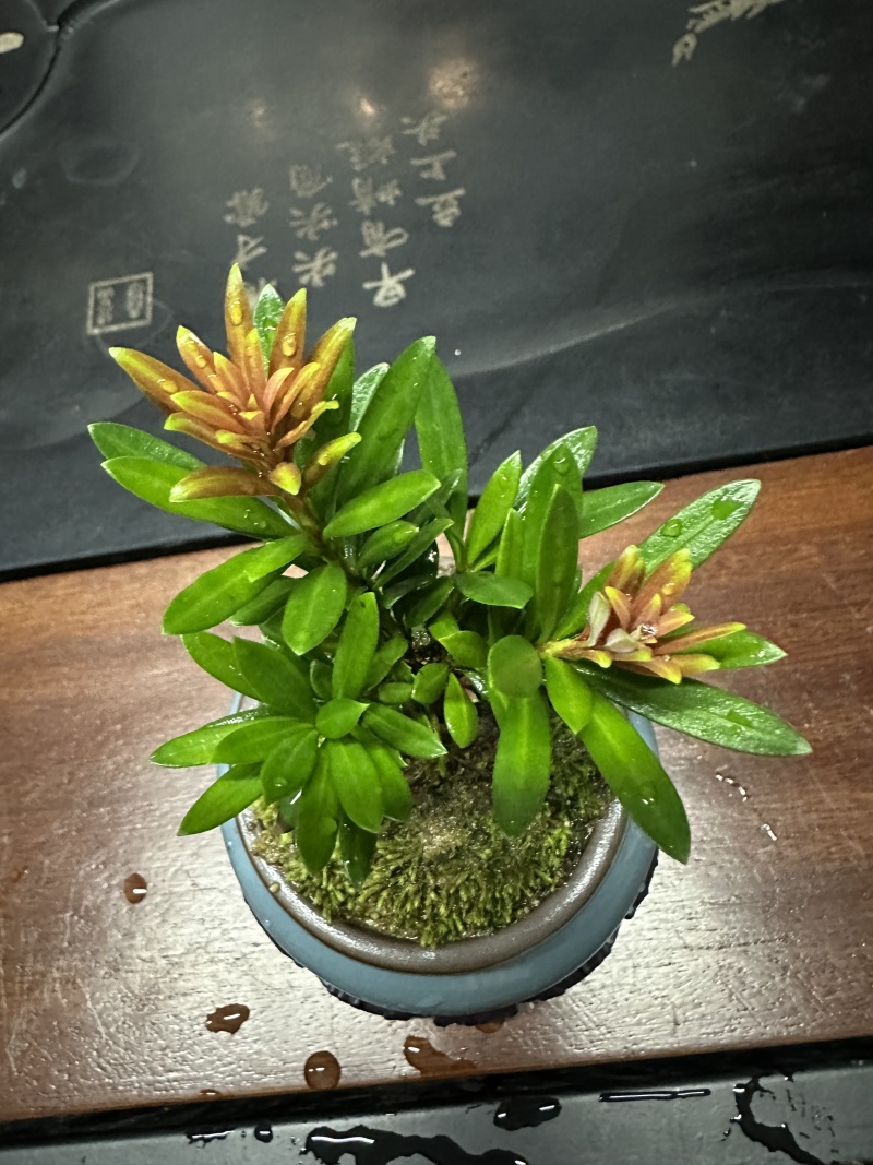 松树苗各种罗汉松苗产地现货欢迎各位老板来采购量大更优惠哦