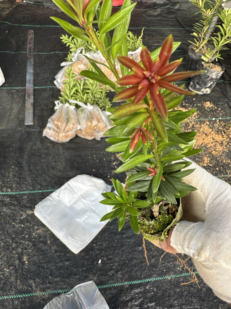 松树苗各种罗汉松苗产地现货欢迎各位老板来采购量大更优惠哦