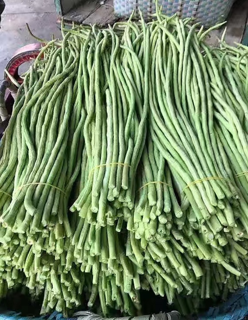 【精品长豆角】上市，品质优良，货源充足，无虫，一手货源。