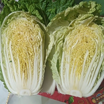 湖北老芦优质黄心大白菜，大量上市，保证质量，量大从优！