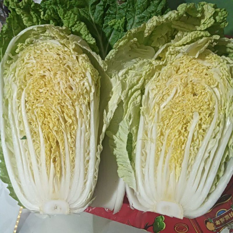 湖北老芦优质黄心大白菜，大量上市，保证质量，量大从优！
