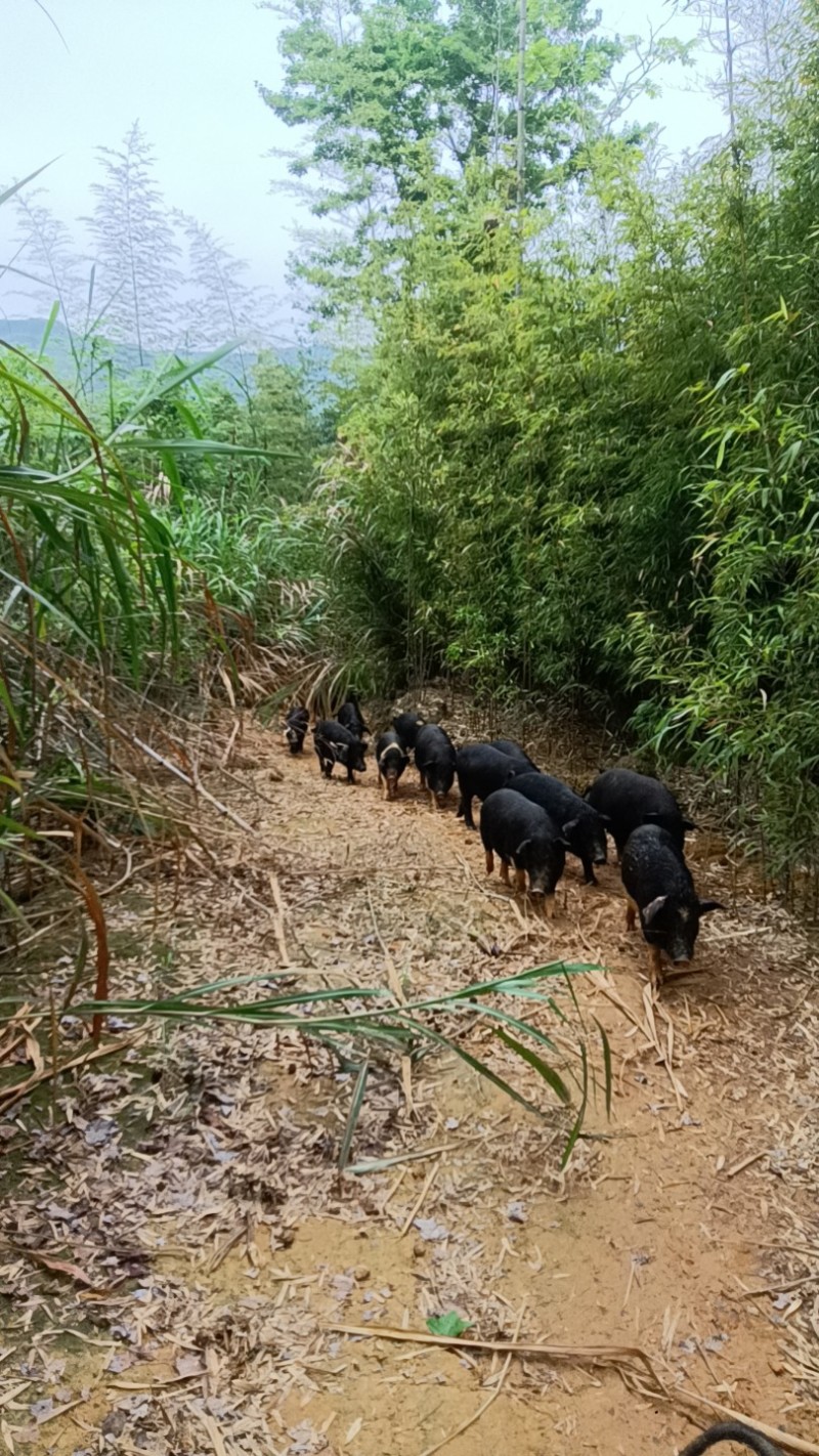 放养一年半以上黑猪