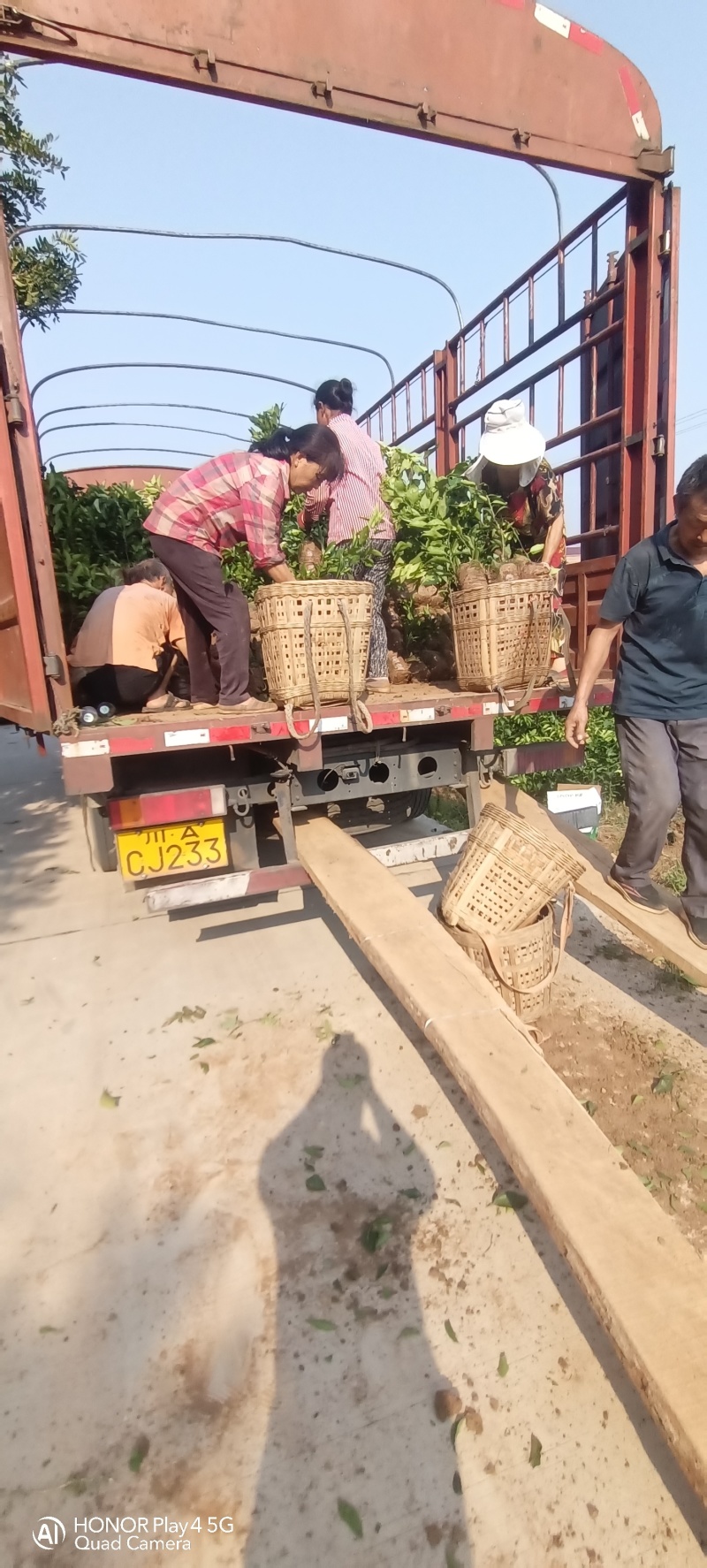 早熟新品种柑橘苗，适合云南栽种。优质无病害虫的各种果树苗