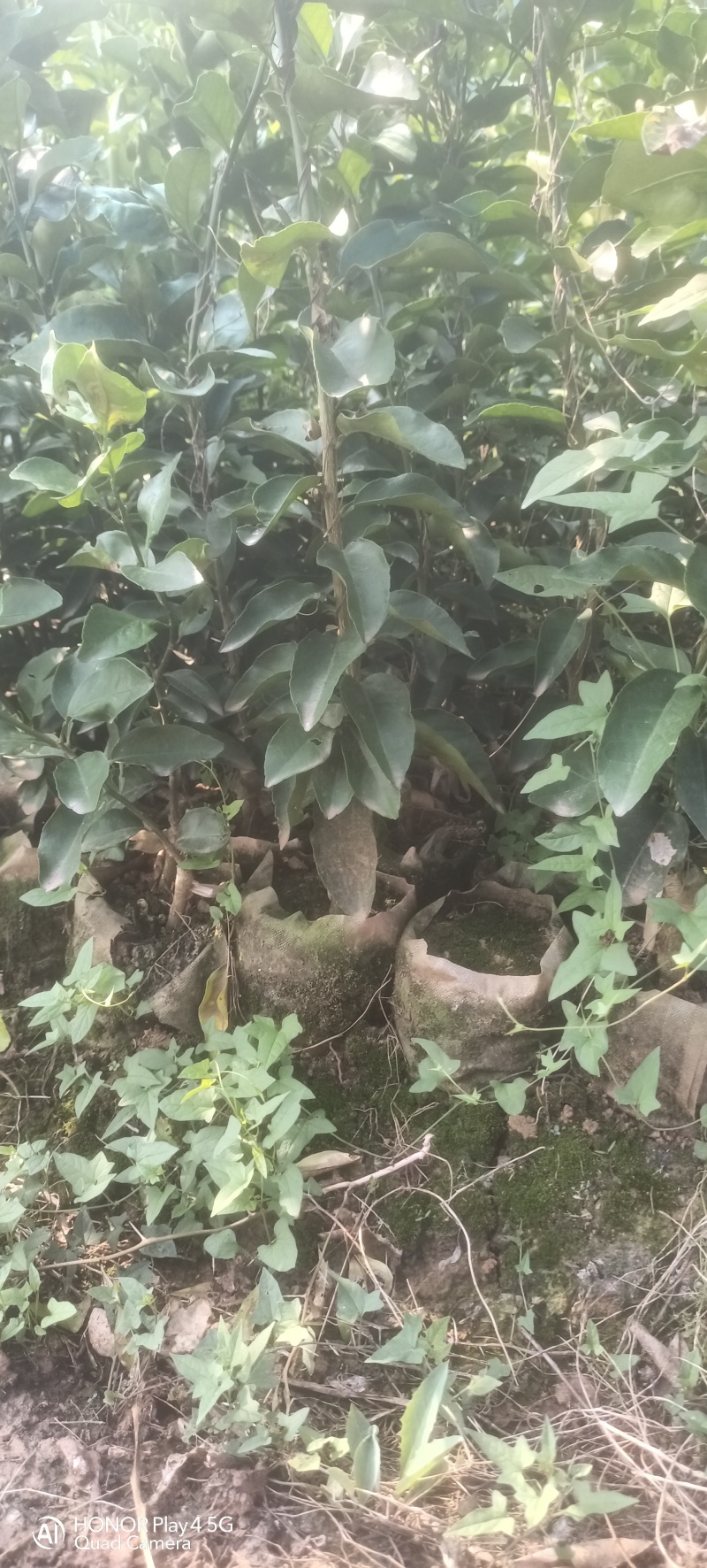 早熟新品种柑橘苗，适合云南栽种。优质无病害虫的各种果树苗