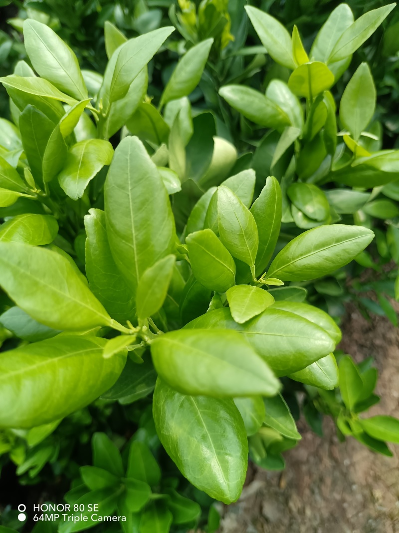 早熟新品种柑橘苗，适合云南栽种。优质无病害虫的各种果树苗
