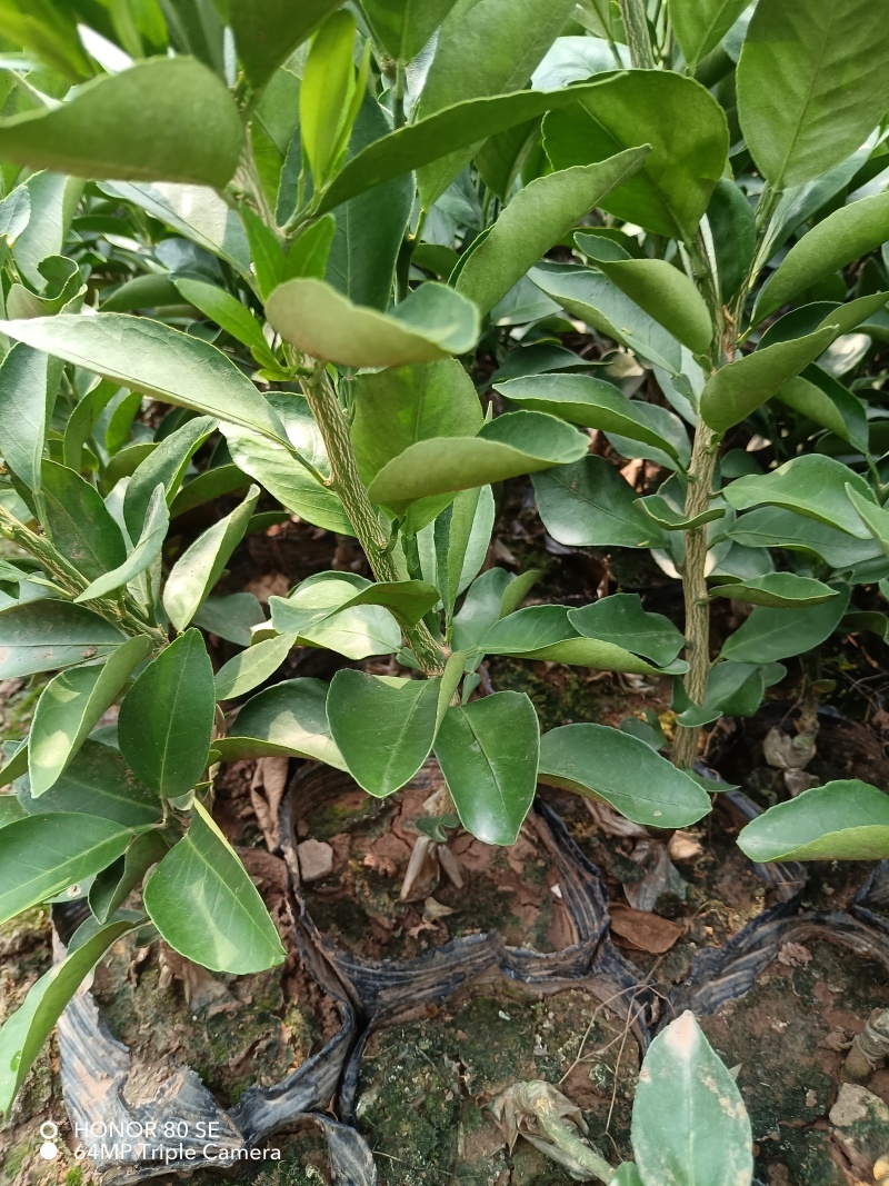 早熟新品种柑橘苗，适合云南栽种。优质无病害虫的各种果树苗