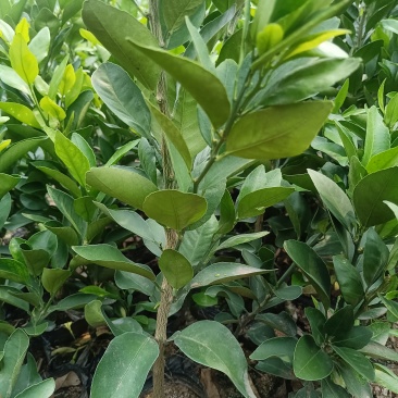 早熟新品种柑橘苗，适合云南栽种。优质无病害虫的各种果树苗