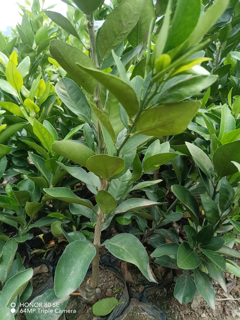 早熟新品种柑橘苗，适合云南栽种。优质无病害虫的各种果树苗