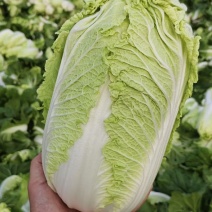 山东黄心白菜肥城黄心白菜黄心大白菜大量供应全国发货