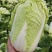 山东黄心白菜肥城黄心白菜黄心大白菜大量供应全国发货