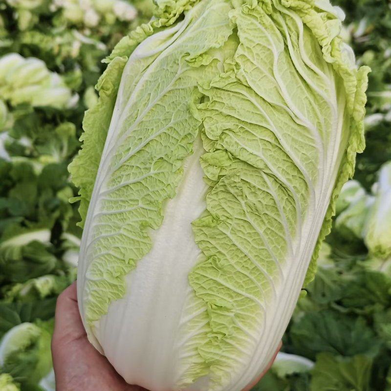 山东黄心白菜肥城黄心白菜黄心大白菜大量供应全国发货
