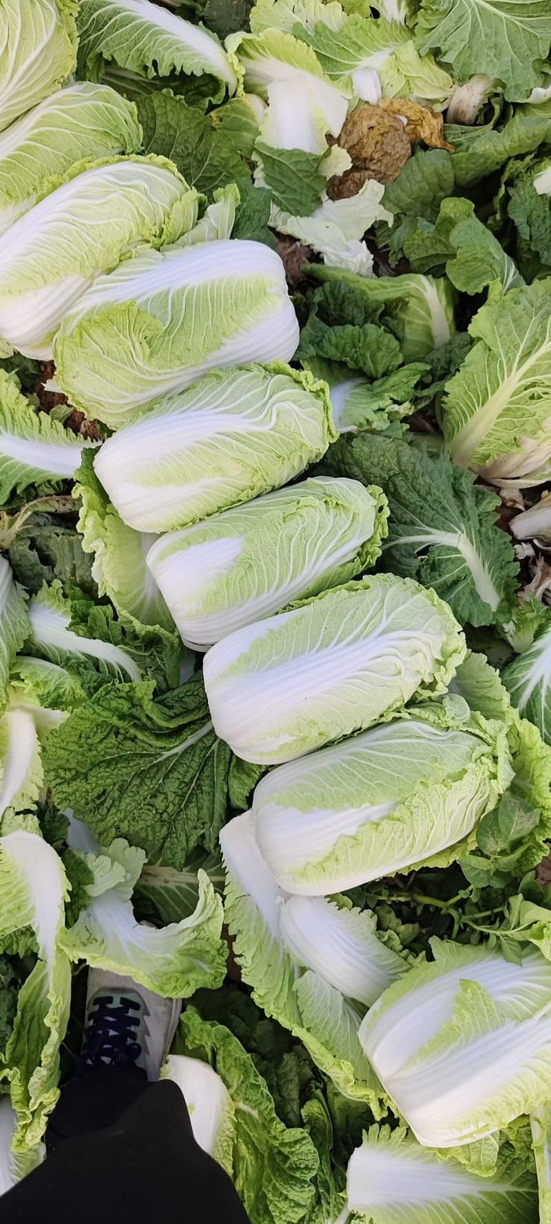 山东黄心白菜肥城黄心白菜黄心大白菜大量供应全国发货