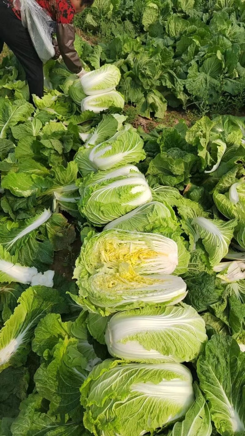 山东黄心白菜肥城黄心白菜黄心大白菜大量供应全国发货