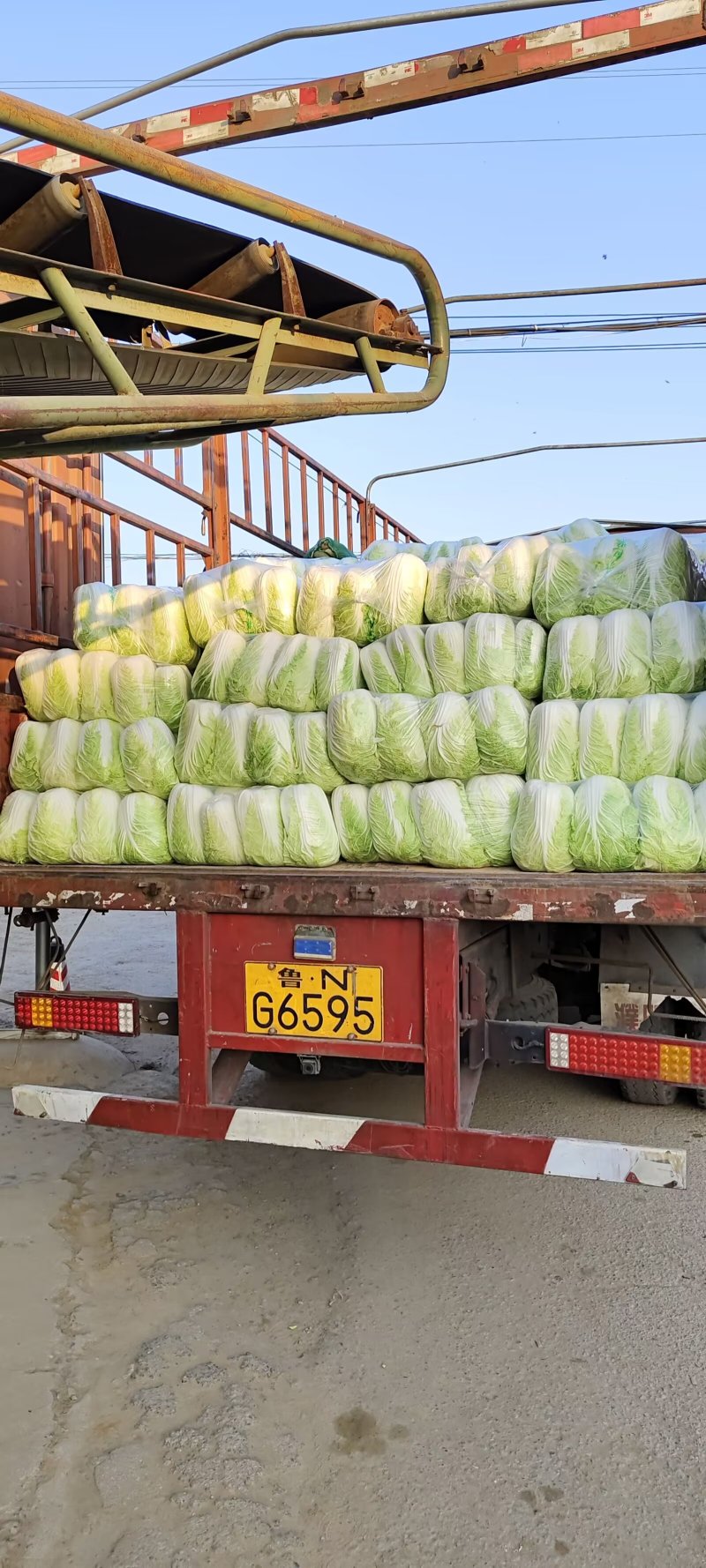 山东黄心白菜肥城黄心白菜黄心大白菜大量供应全国发货