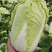 山东黄心白菜肥城黄心白菜黄心大白菜大量供应全国发货