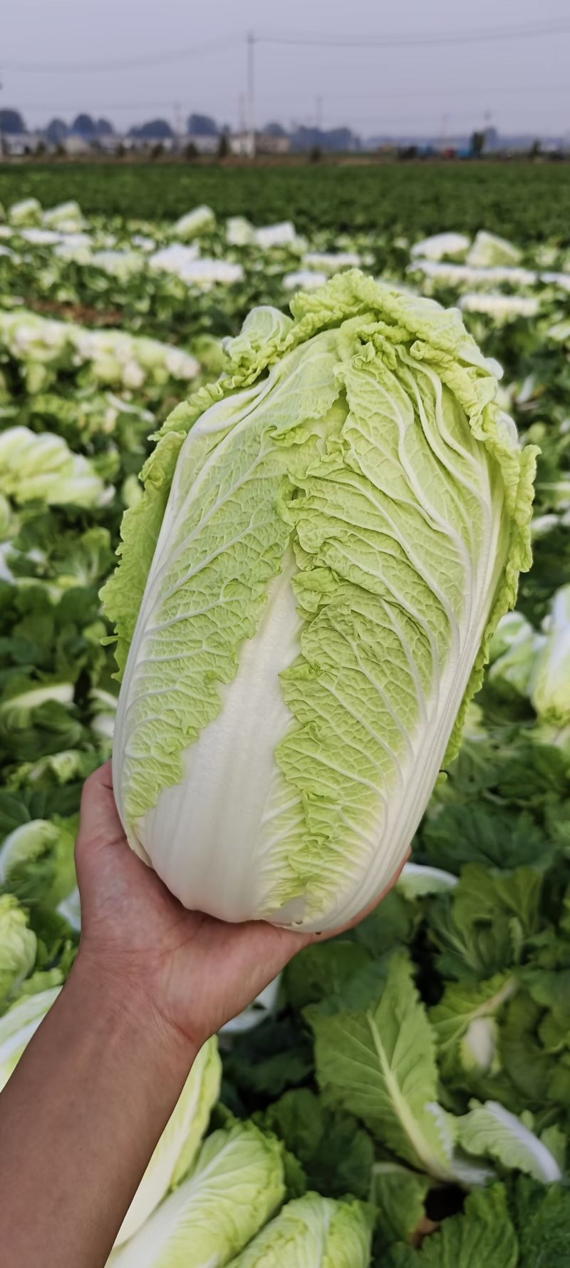 山东黄心白菜肥城黄心白菜黄心大白菜大量供应全国发货