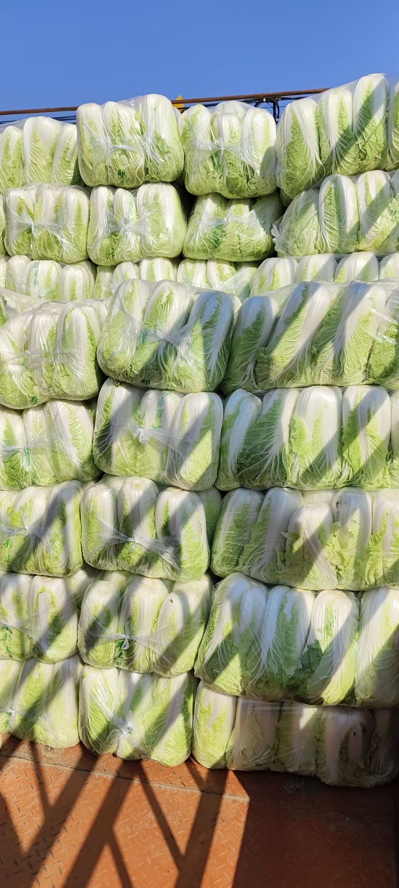 山东黄心白菜肥城黄心白菜黄心大白菜大量供应全国发货