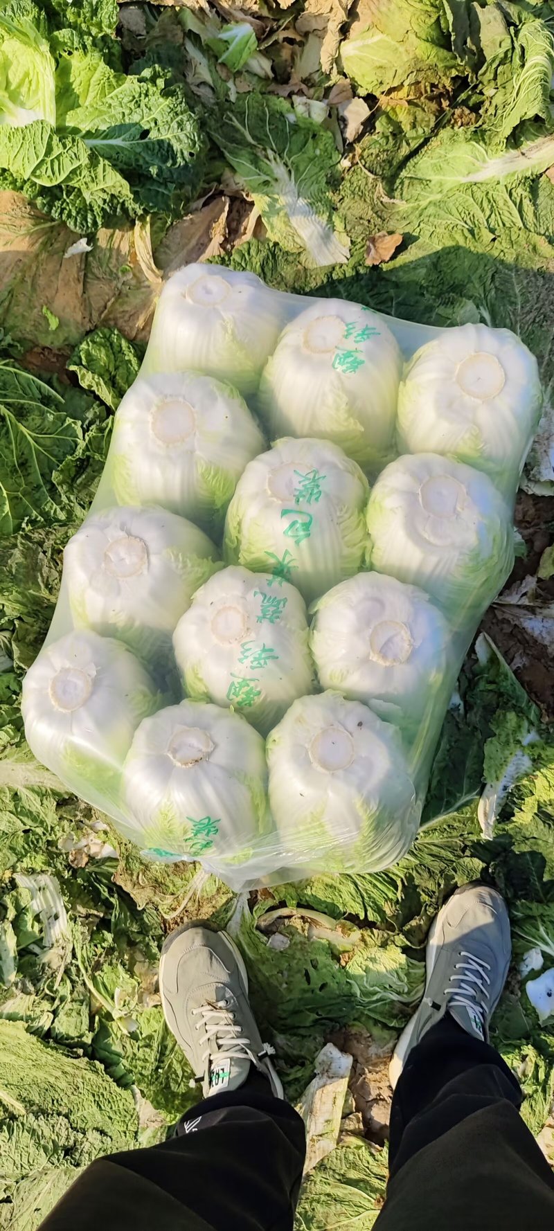 山东黄心白菜肥城黄心白菜黄心大白菜大量供应全国发货