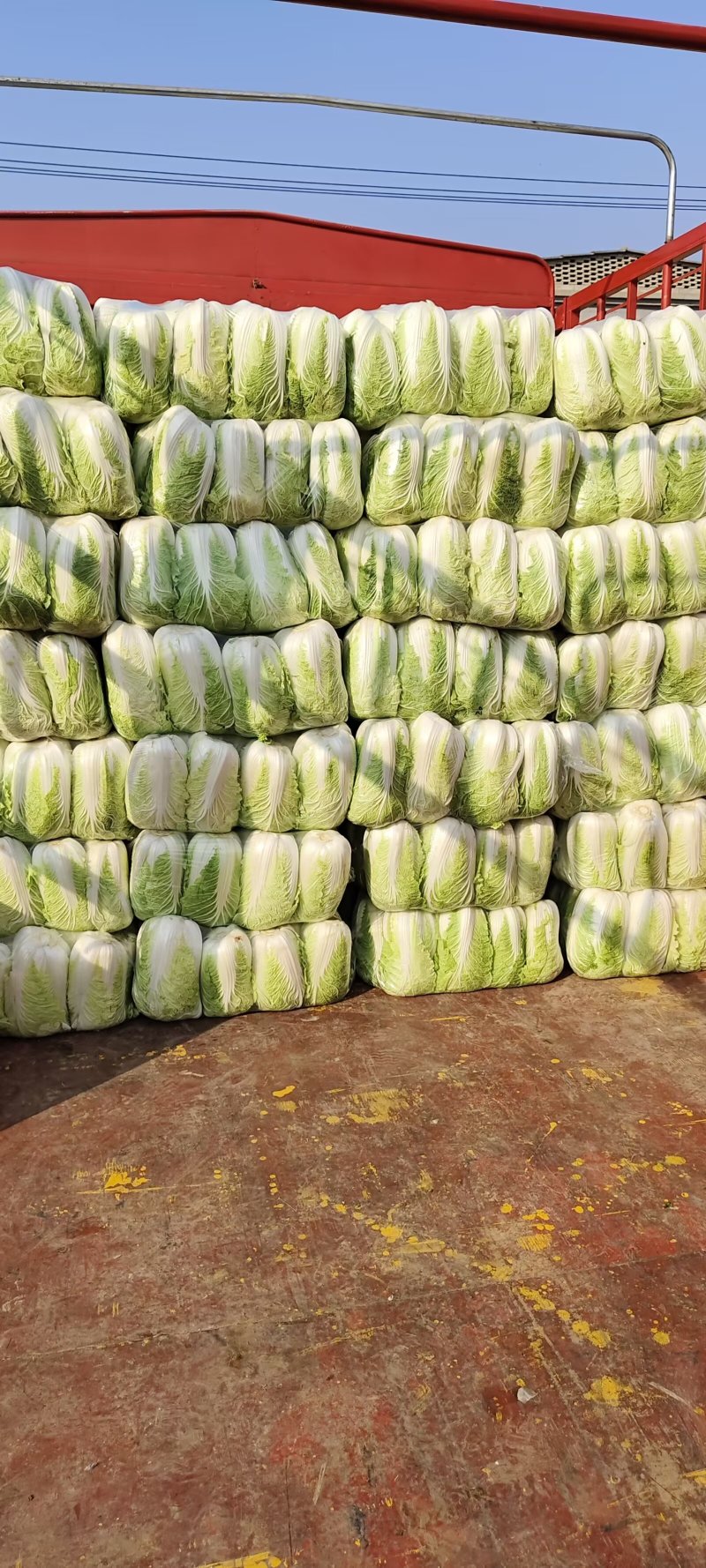 山东黄心白菜肥城黄心白菜黄心大白菜大量供应全国发货