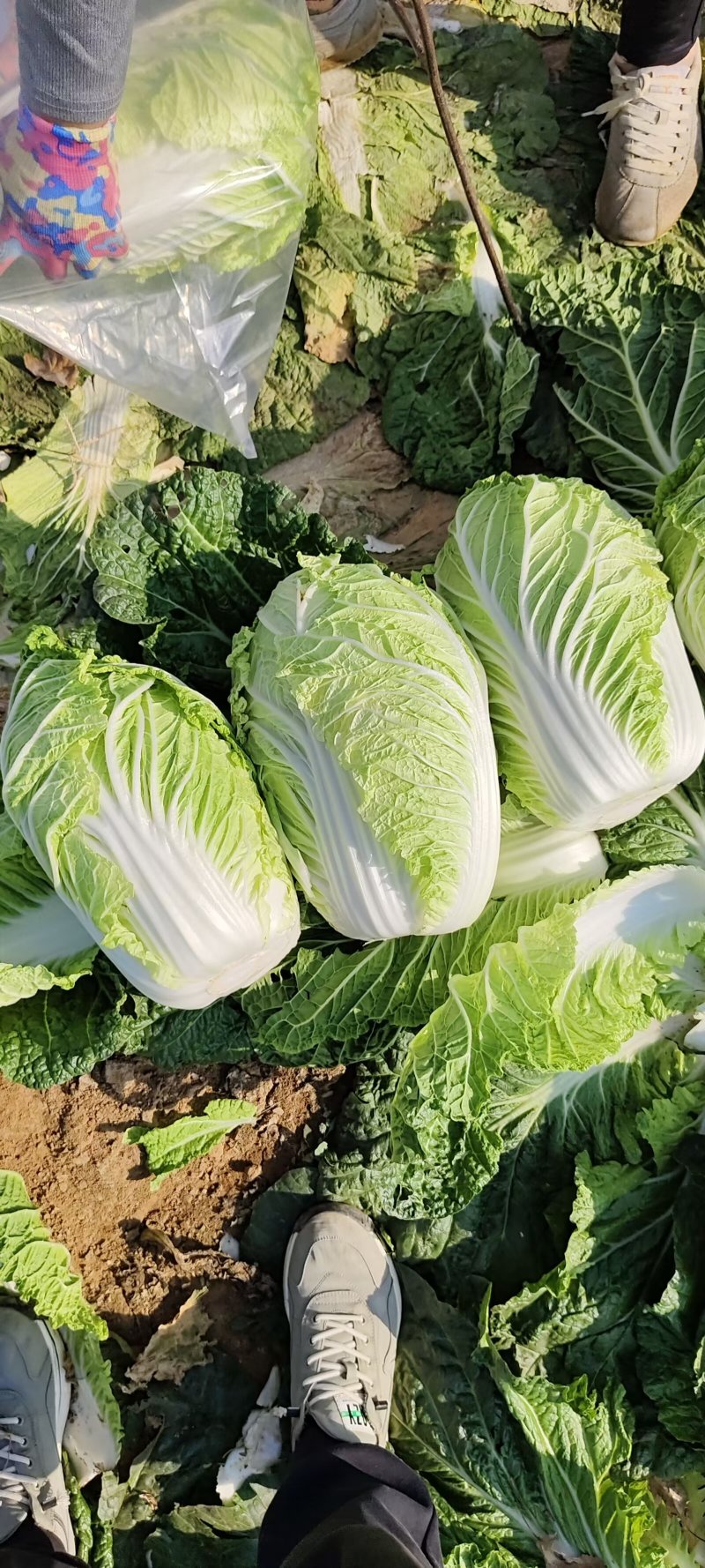 山东黄心白菜肥城黄心白菜黄心大白菜大量供应全国发货