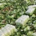 山东黄心白菜肥城黄心白菜黄心大白菜大量供应全国发货