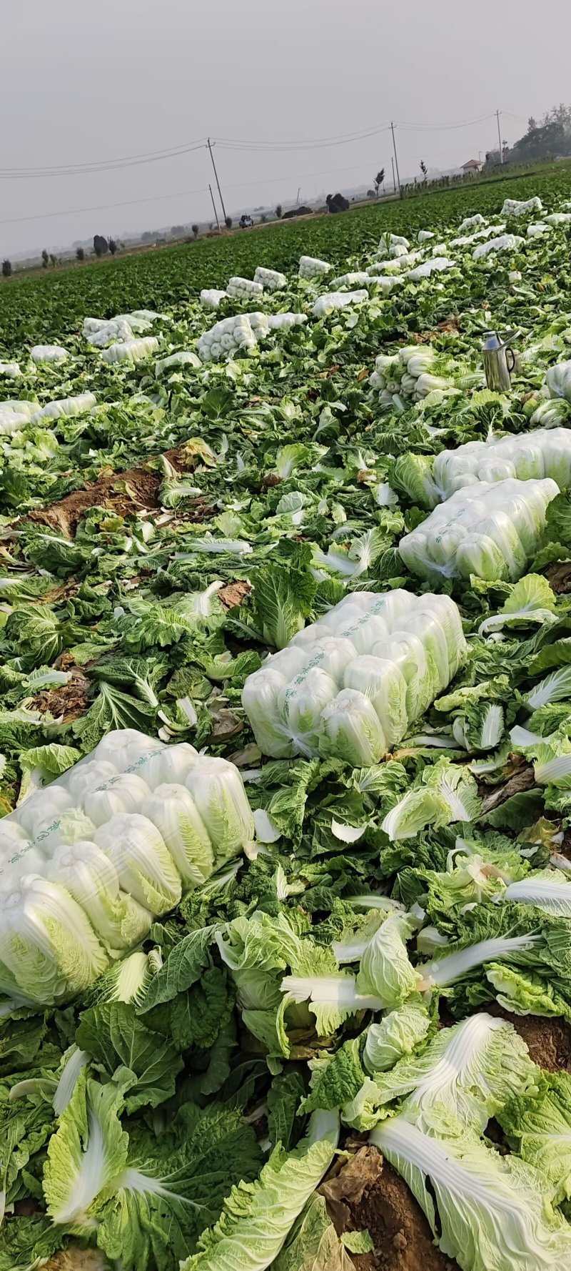 山东黄心白菜肥城黄心白菜黄心大白菜大量供应全国发货