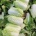 山东黄心白菜肥城黄心白菜黄心大白菜大量供应全国发货