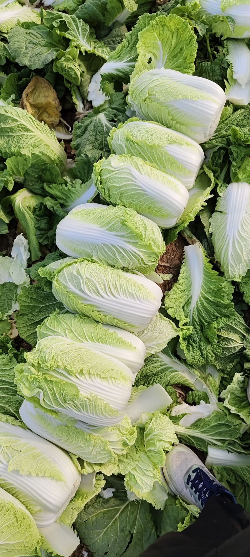 山东黄心白菜肥城黄心白菜黄心大白菜大量供应全国发货