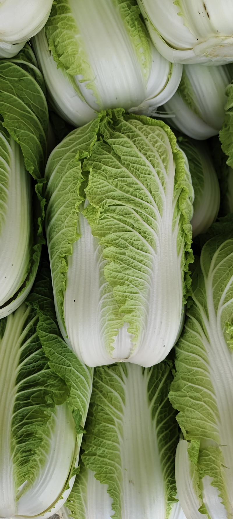 山东黄心白菜肥城黄心白菜黄心大白菜大量供应全国发货