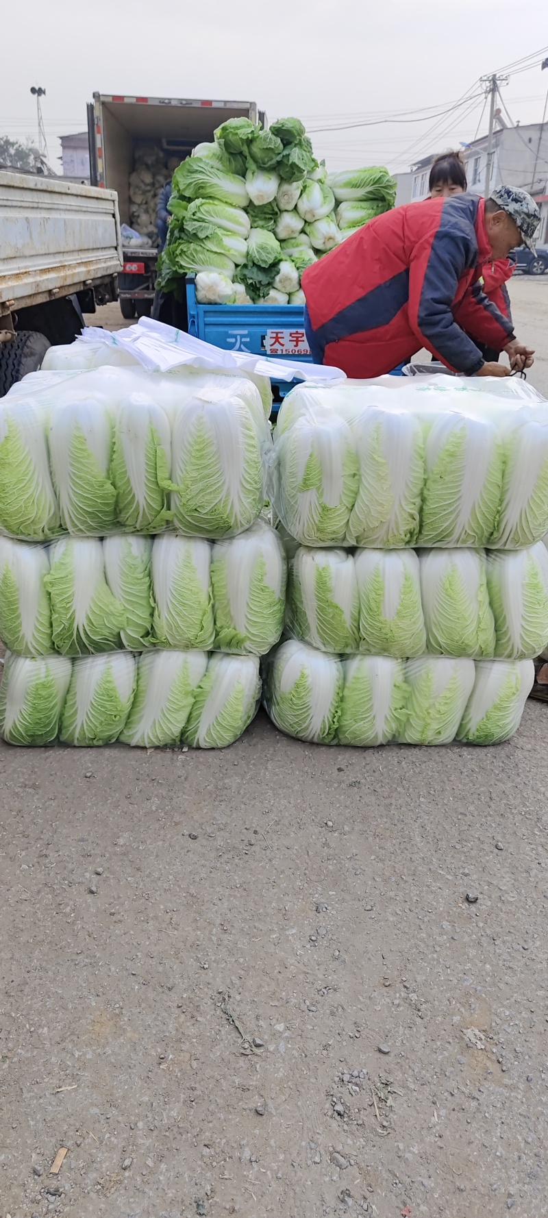 山东黄心白菜肥城黄心白菜黄心大白菜大量供应全国发货