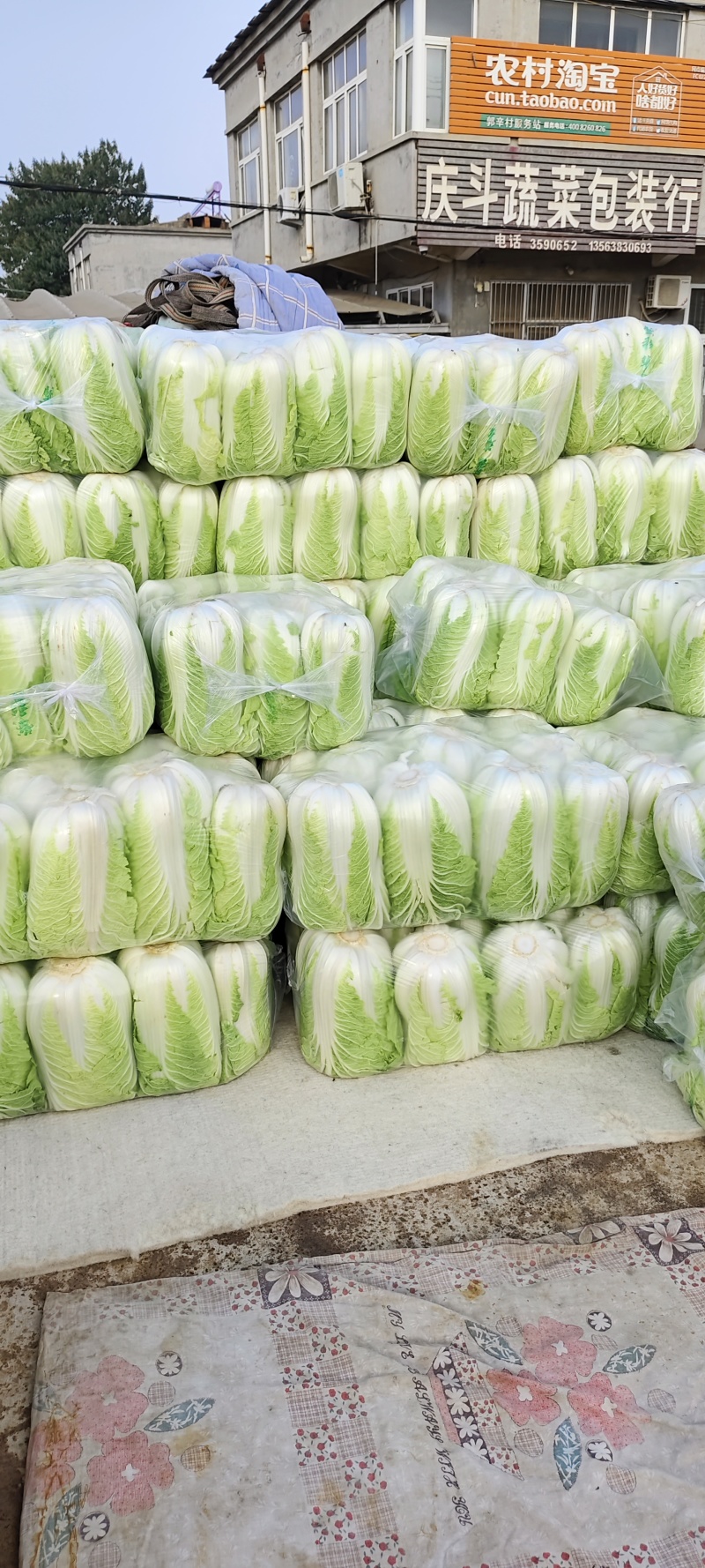 山东黄心白菜肥城黄心白菜黄心大白菜大量供应全国发货