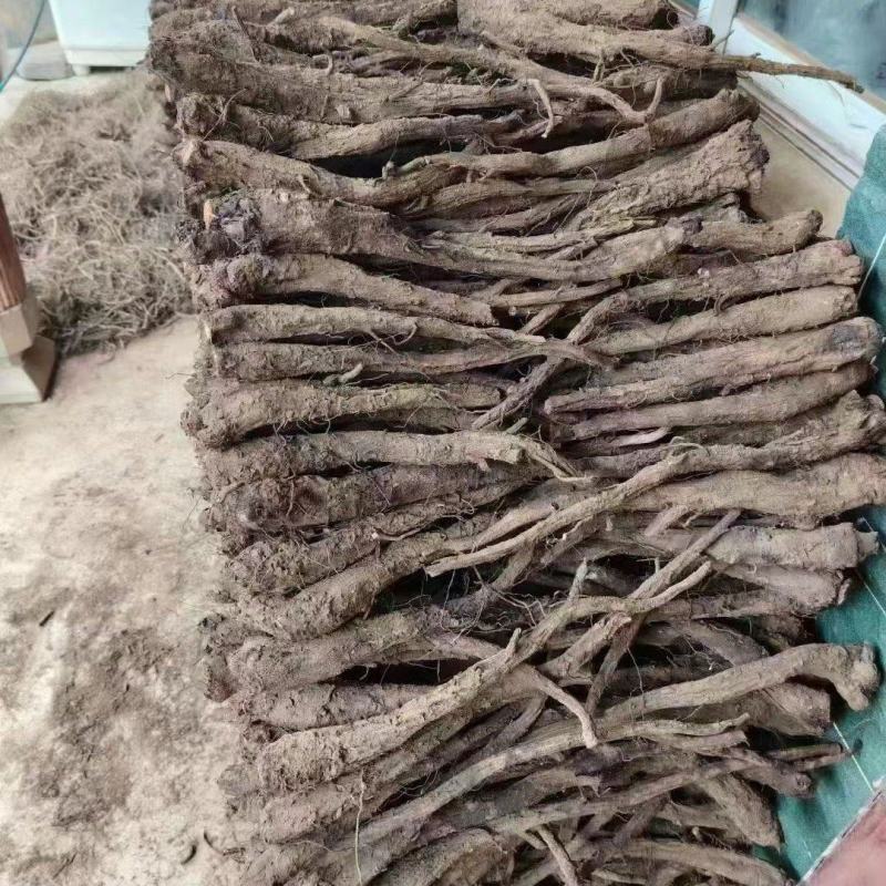 云南木香一手货源，统货，大量上市产地直供可全国发货