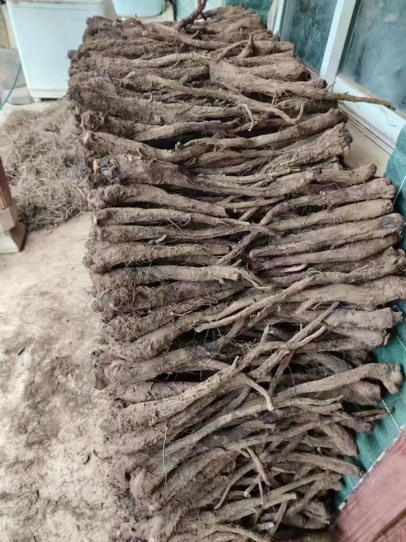 云南木香一手货源，统货，大量上市产地直供可全国发货